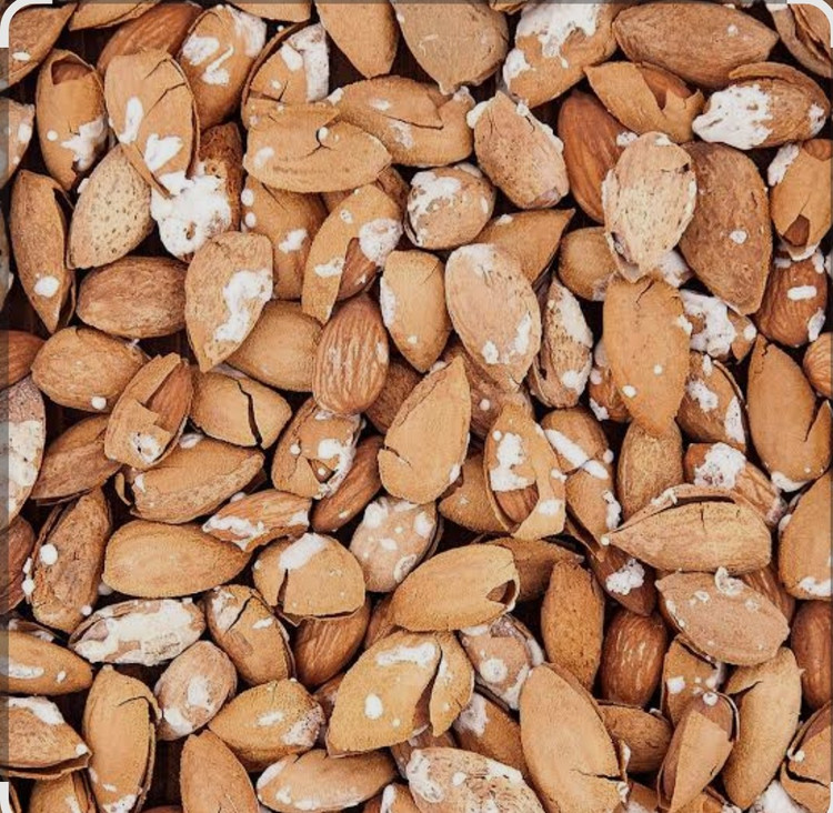 بادام منقا درشت، یکدست و بسیار خوشطعم مغزی سفید و تازه با بافتی ترد و دلپذیر انتخابی عالی برای آجیلهای مجلسی، پذیراییهای خاص و مصرف روزانه