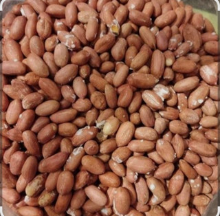 بادام زمینی آستانه اشرفیه تازه